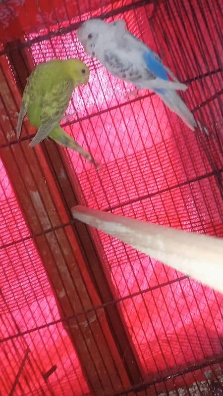 budgies hogoromo lovebirds for sale 5