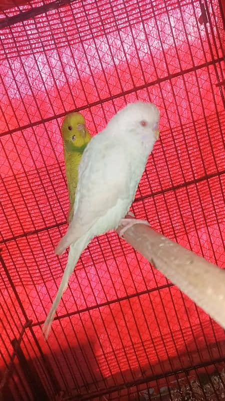 budgies hogoromo lovebirds for sale 6