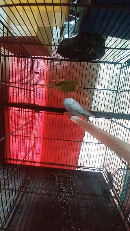 budgies hogoromo lovebirds for sale 7