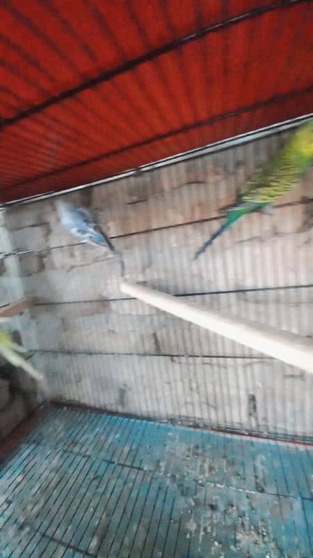 budgies hogoromo lovebirds for sale 8