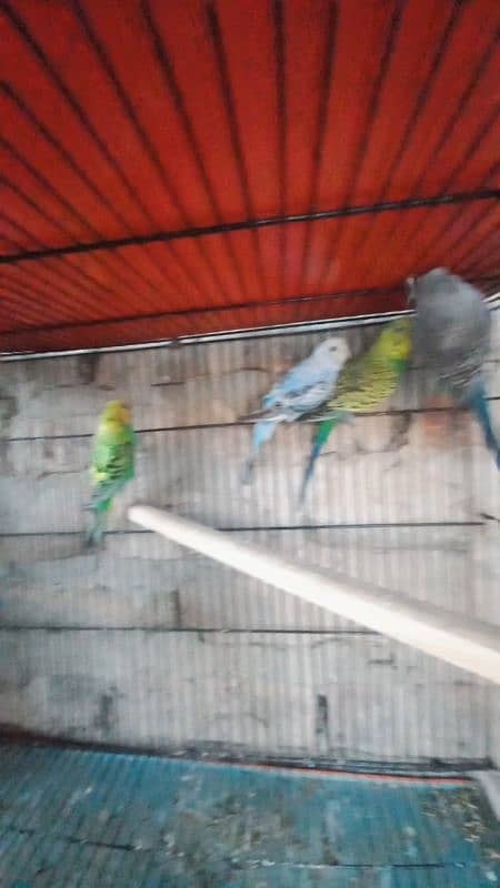 budgies hogoromo lovebirds for sale 9