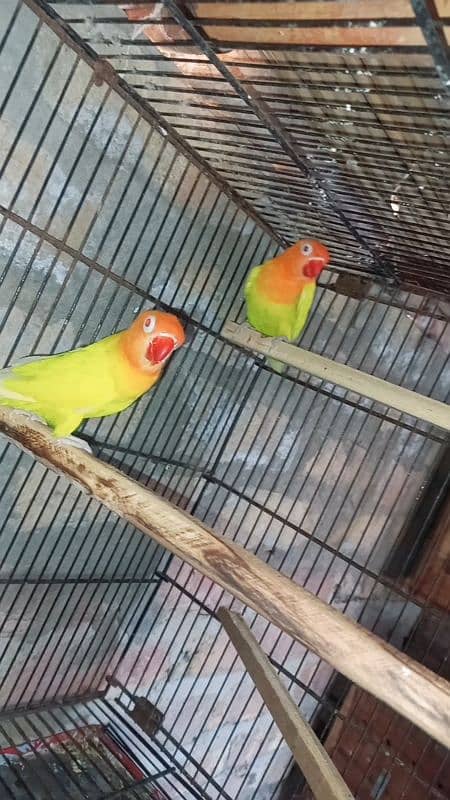 budgies hogoromo lovebirds for sale 10