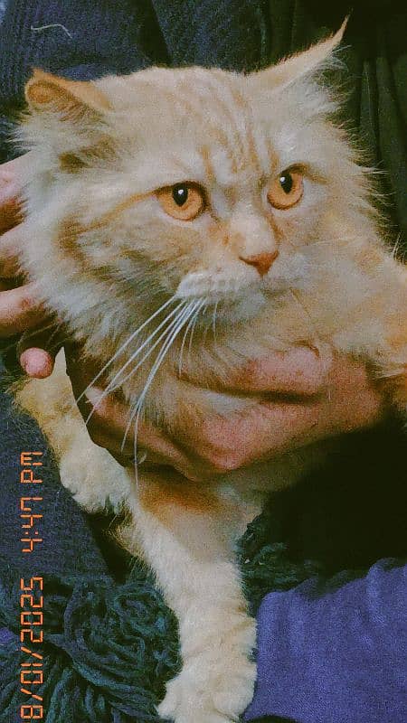 Persian female available for sale  0/3/0/0/8/4/1/7/8/0/4 1