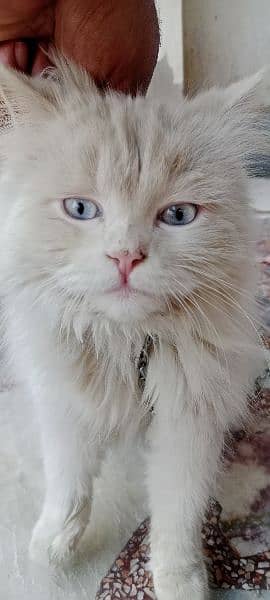 Persian Cat with Blue Eyes 0