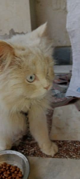 Persian Cat with Blue Eyes 2