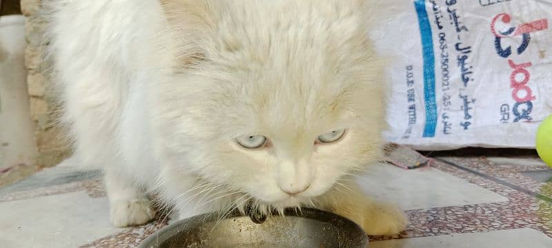 Persian Cat with Blue Eyes 6