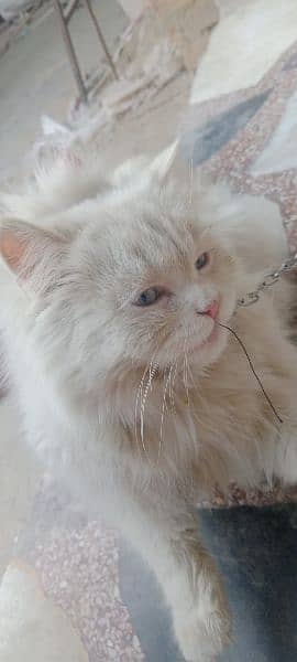 Persian Cat with Blue Eyes 9