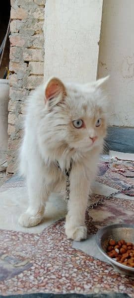 Persian Cat with Blue Eyes 14