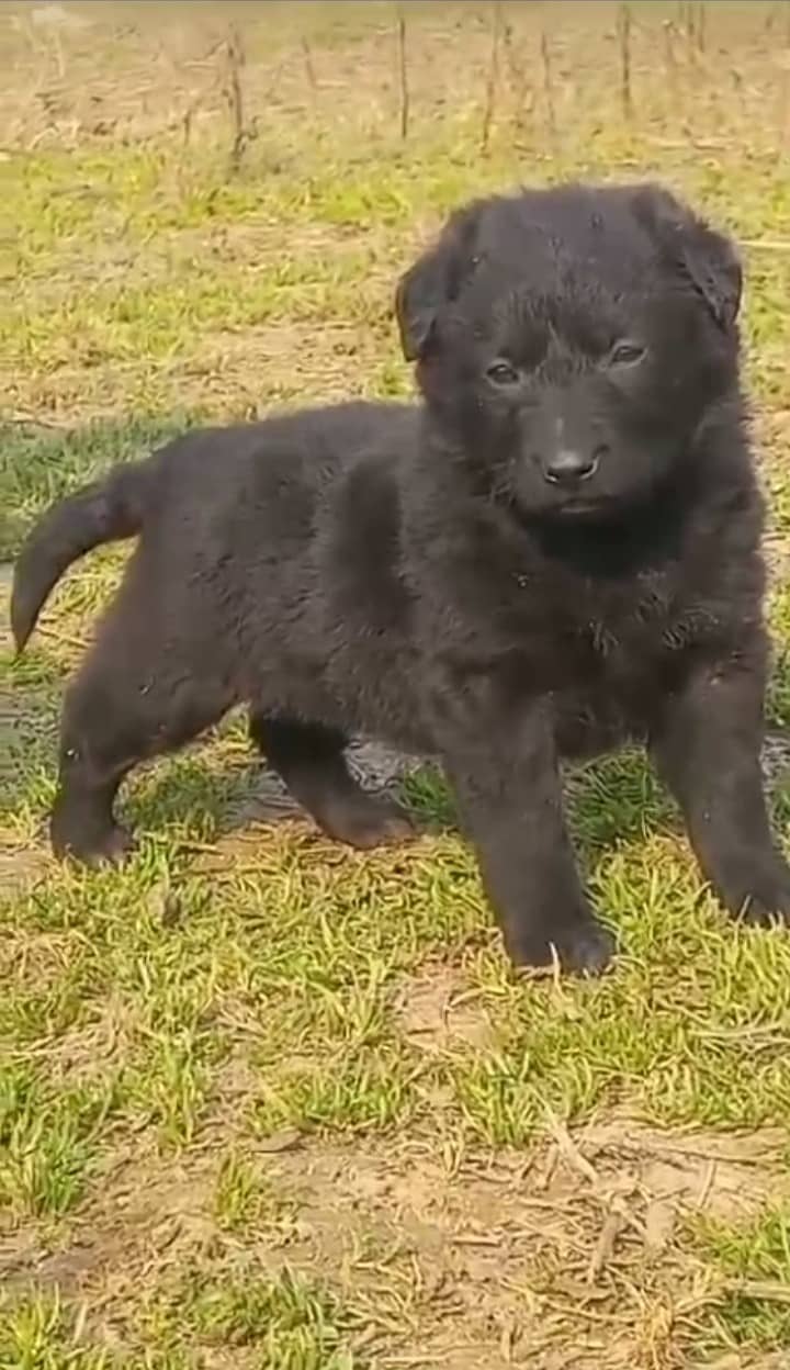 Black German shepherd puppy available for sale 0