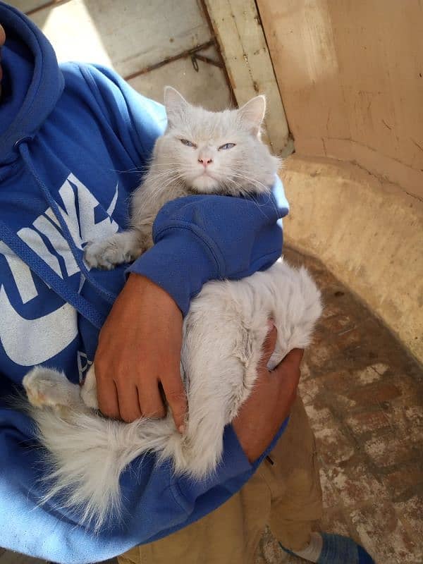 Persian male cat 0