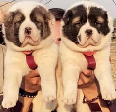 Alabai Pair | King Alabai Breed | Alabai Puppies For sale