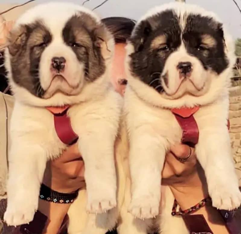 Alabai Pair | King Alabai Breed | Alabai Puppies For sale 0