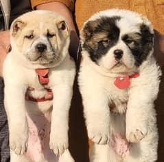 alabai pair security dogs 2 months for sale