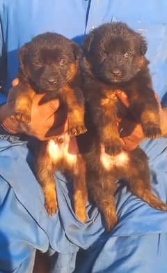 black German Shepherd long coa / puppy / GSD pup  /German Shepherd Dog