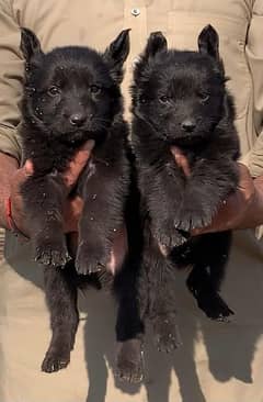 Black German Shepherd long code Per 2 month For sale