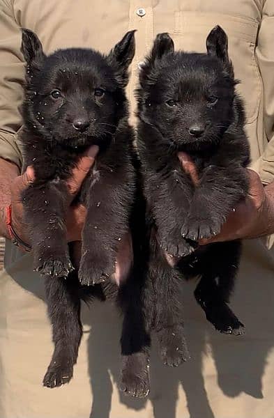 Black German Shepherd long code Per 2 month For sale 0