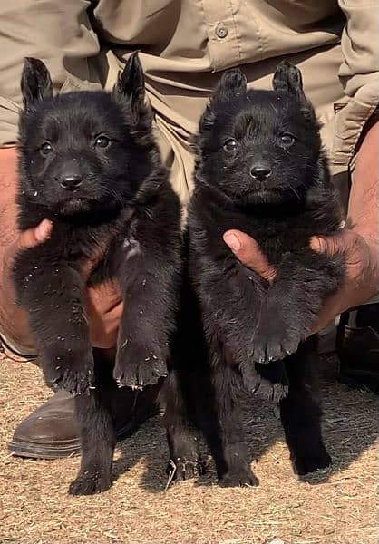 Black German Shepherd long code Per 2 month For sale 1