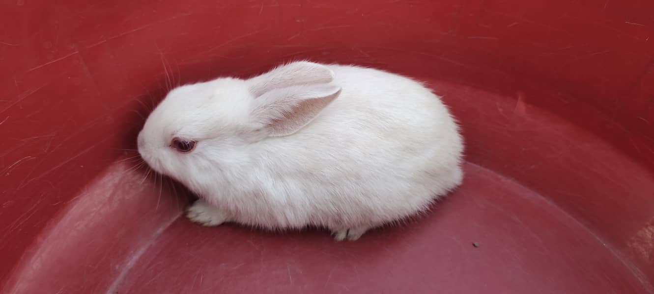 ** RABITS FOR SALE ** 0