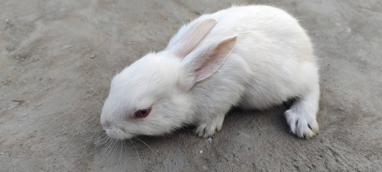 ** RABITS FOR SALE ** 1