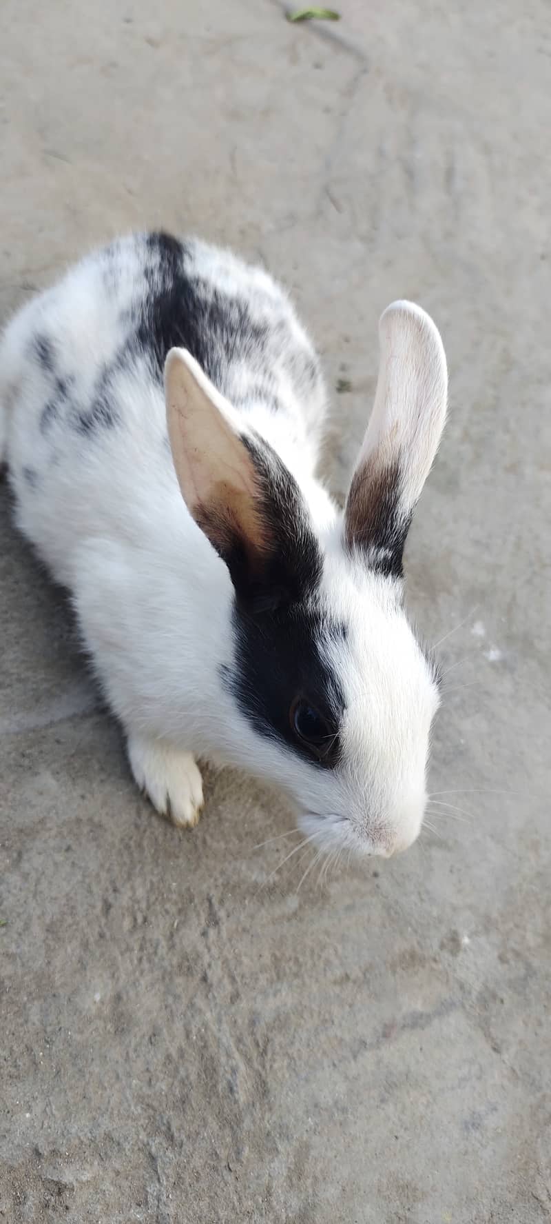 ** RABITS FOR SALE ** 3