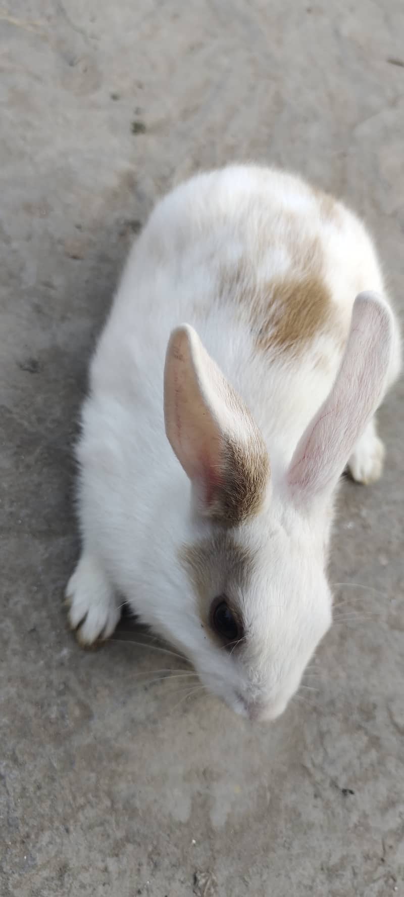 ** RABITS FOR SALE ** 4