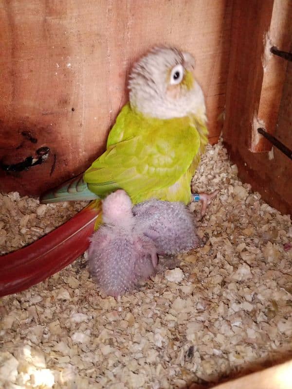 pineapple conure parrot 2