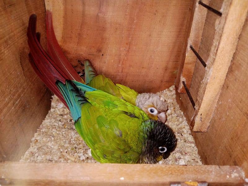 pineapple conure parrot 5