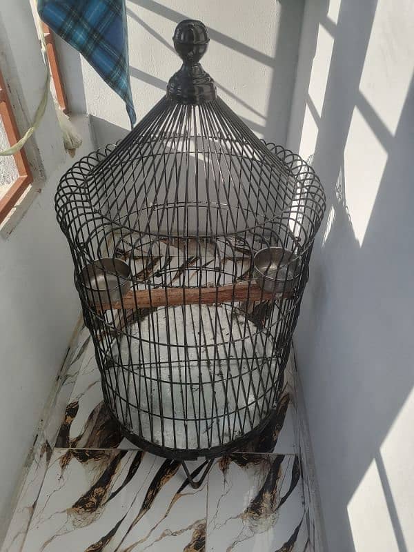 parrot cage 1