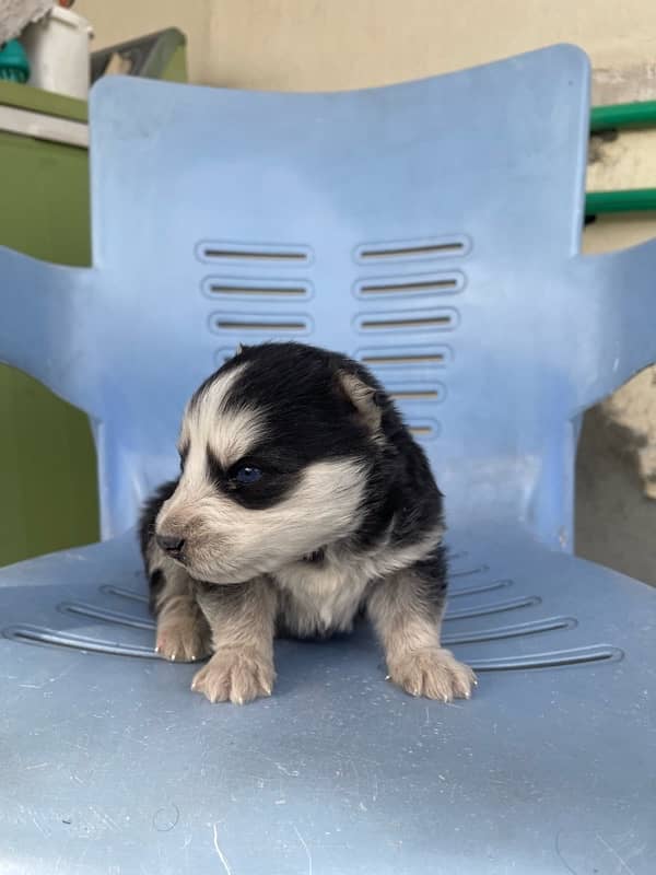 siberian husky puppies 3