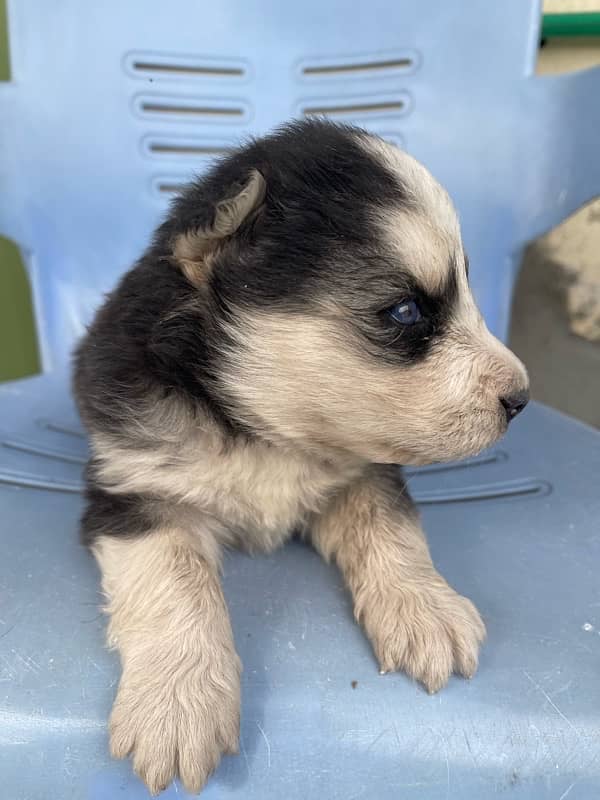 siberian husky puppies 6