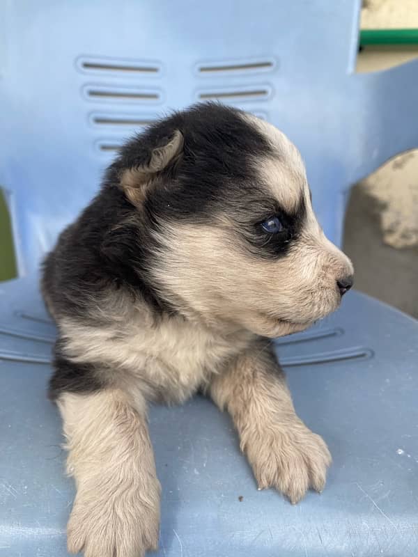 siberian husky puppies 7