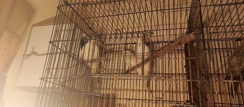 Parrots Cockatail for sale with cage 0