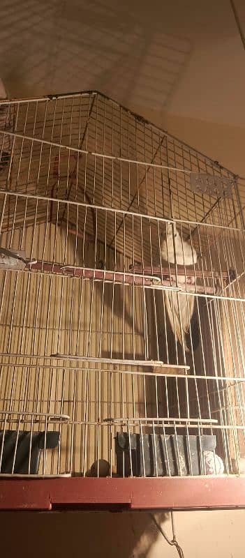 Parrots Cockatail for sale with cage 1