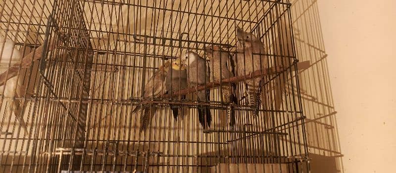 Parrots Cockatail for sale with cage 3