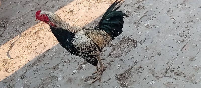 Aseel Rooster for sale 0