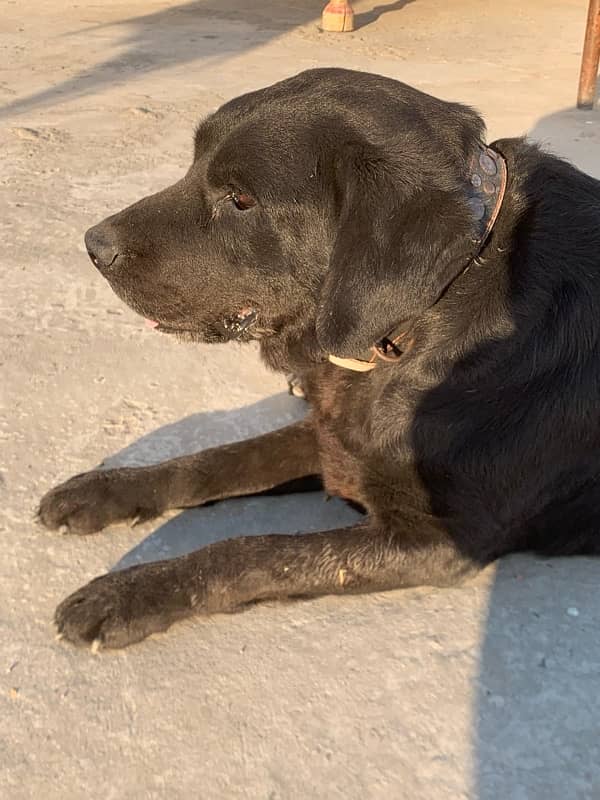 british labrador female 0