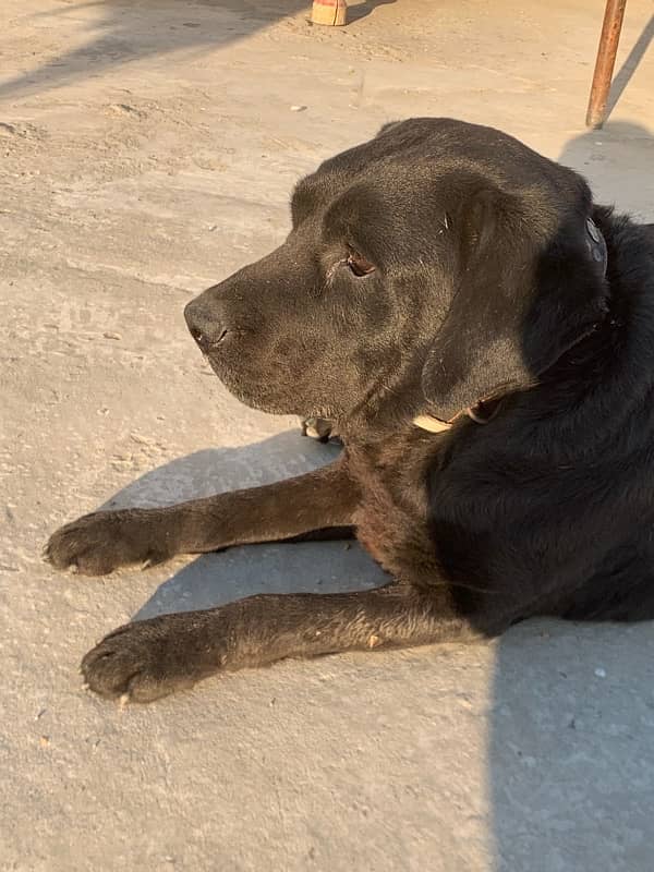 british labrador female 1