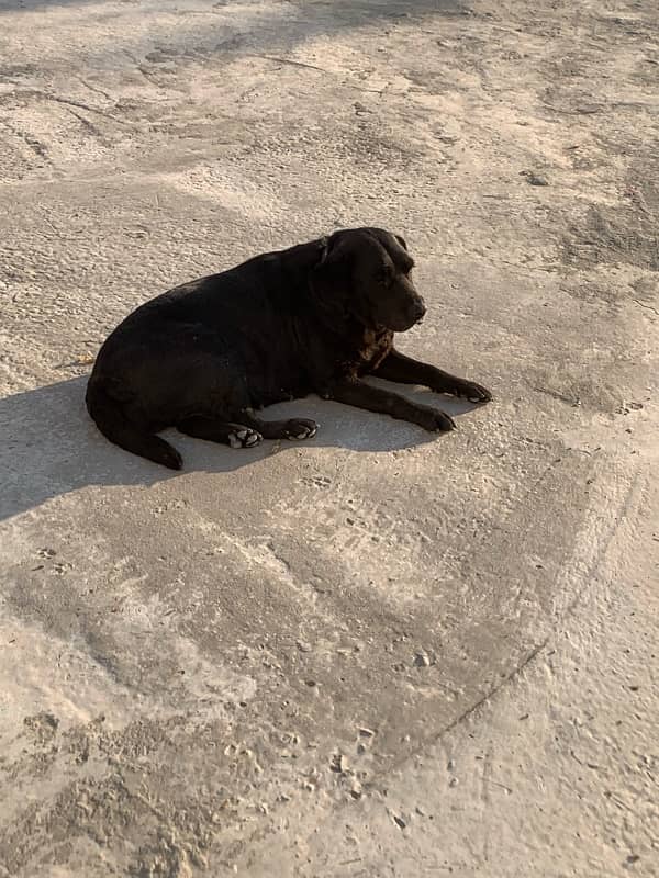 british labrador female 2