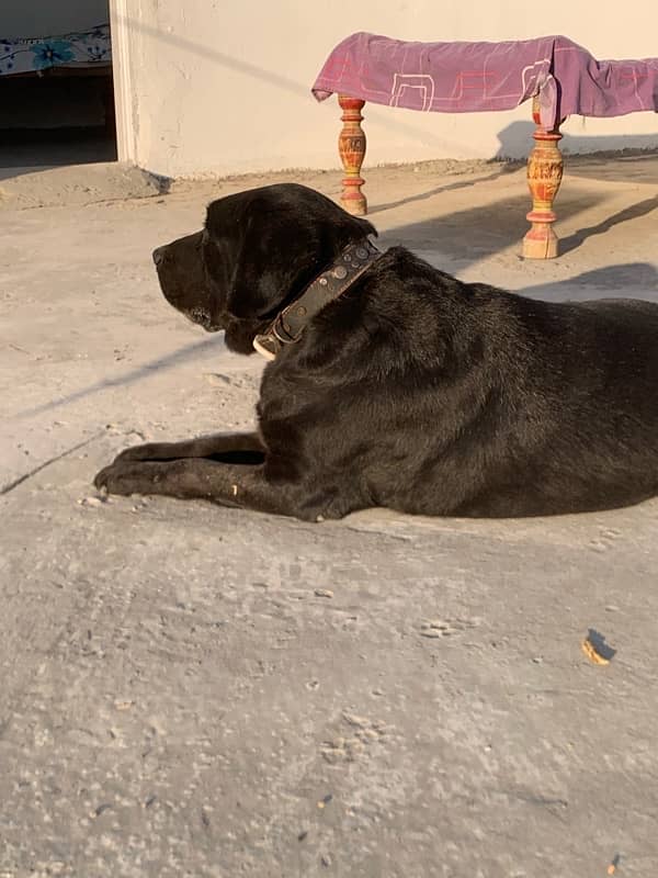 british labrador female 3