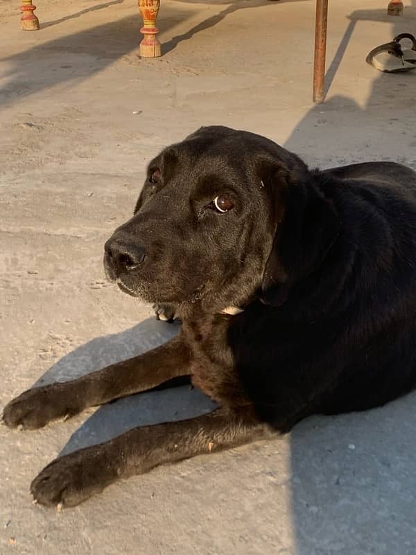 british labrador female 4