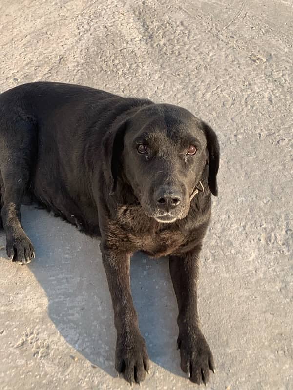 british labrador female 5