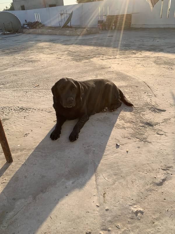 british labrador female 6