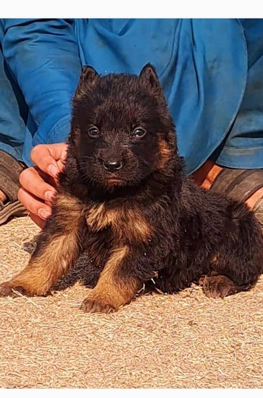 German shepherd top quality male available for sale 0