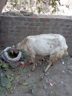 bakri