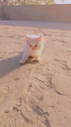 Persian Cat for sale