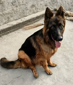 German Shepherd pink pedigree female on heat