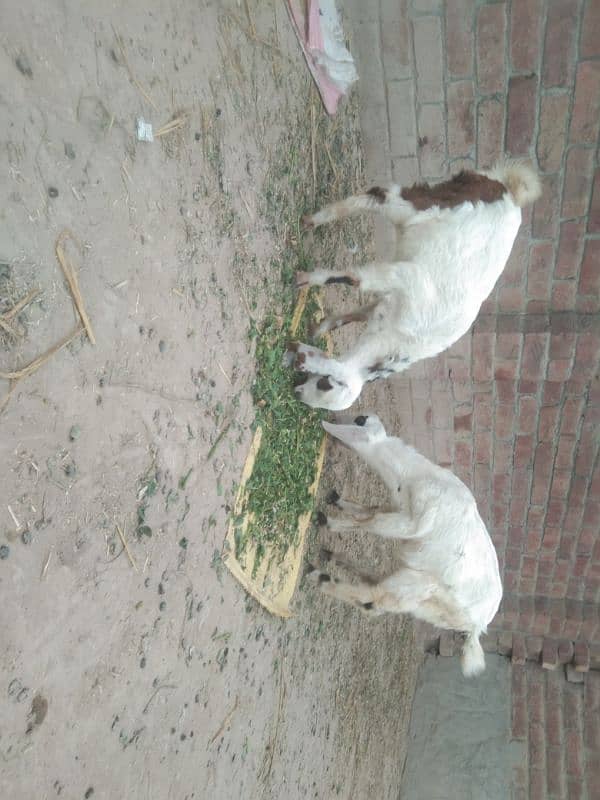 Goat for sale 0