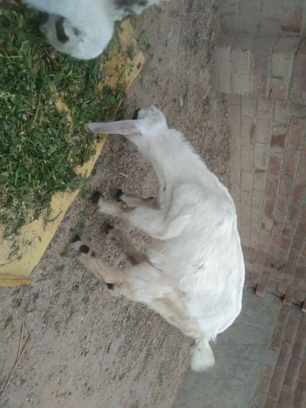 Goat for sale 1