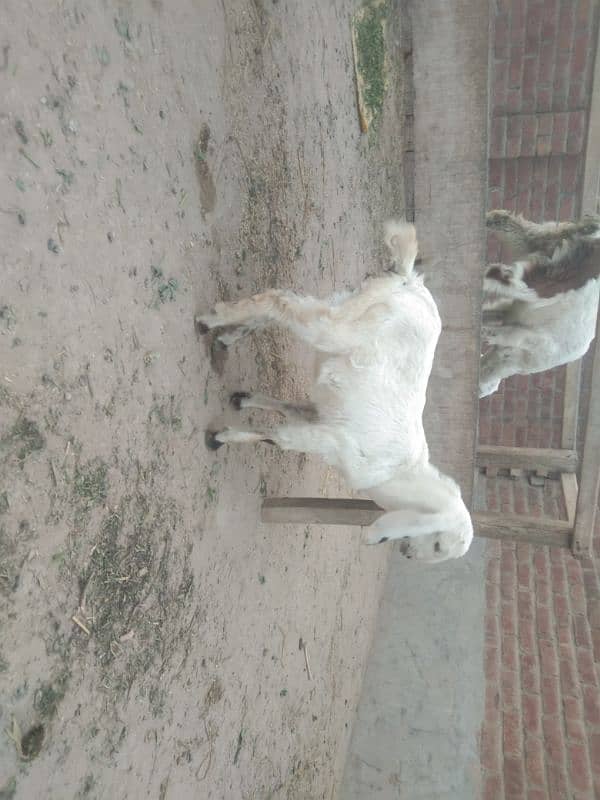 Goat for sale 3