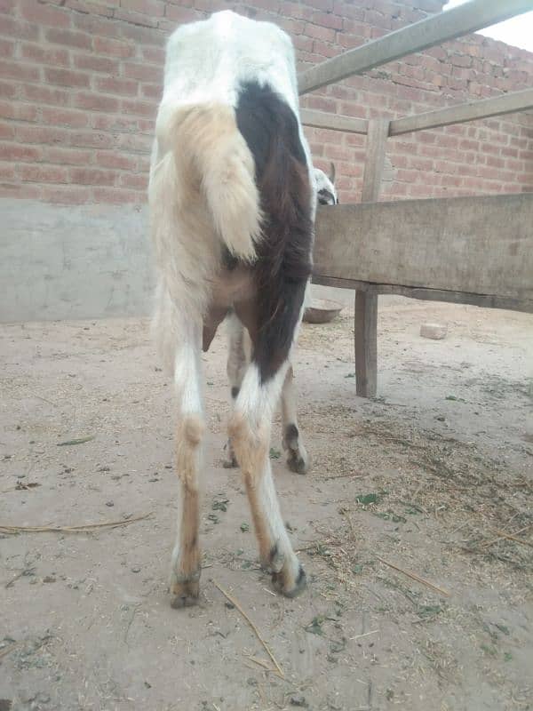 Goat for sale 6